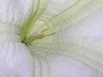 Datura