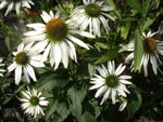 Echinacea