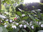 Hortensie