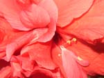 Hibiskus