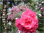 Gl�ckwunsch