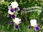 Herzlichen Gl�ckw�nsch