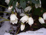 Frohe Ostern