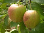 �pfel