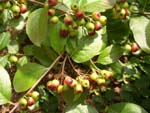 Aronia