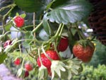 Erdbeeren