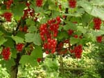 Johannisbeeren