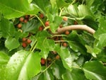 Maulbeeren