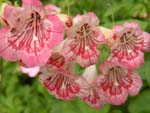 Bartfaden-Penstemon