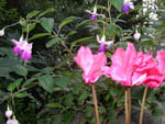 Cyclamen