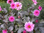Dahlien