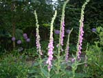 Digitalis Fingerhut