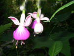 Fuchsie