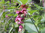 Leycesteria