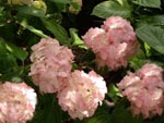 Hortensie