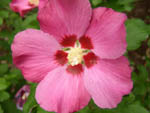 Hibiskus