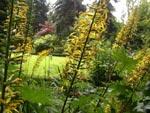 Ligularia