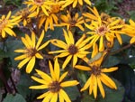 Ligularia dentata