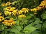 Alant- Inula