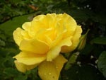 Rose-Goldstern