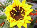 Sonnenblume