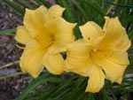 Taglilie-Hemerocallis