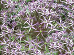 Allium