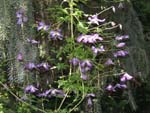 Clematis