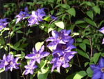 Clematis