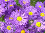 Herbstaster