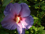 Hibiskus