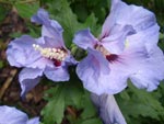 Hibiskus