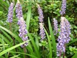 Liriope