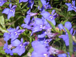 Lobelie M�nnertreu