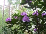 Rhododendron