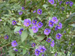 Solanum