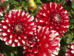Dahlien