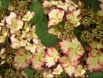 Hortensie