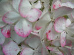 Hortensienbl�te