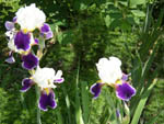 Iris