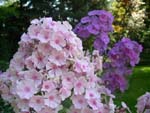 Phlox