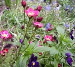 Blumenwiese