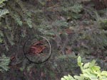 Amsel