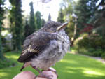 Buchfinkbaby