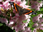 Schmetterling