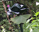 Schmetterling am St�tzstab