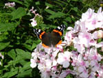 Schmetterling auf Phlox