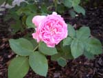 Rose - Katharina
