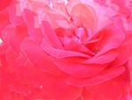 Rose - Marie