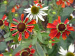 Helenium 
